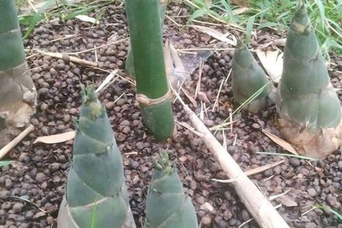 Món xưa 'người nghèo' ăn đến chán ngán, nay thành đặc sản ở thành phố làm đủ món ngon, tốt cho sức khỏe