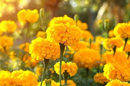 Loại cây quen thuộc ở Việt Nam, thường trồng dịp Tết, lại có tác dụng đặc biệt được người Trung Quốc hé lộ