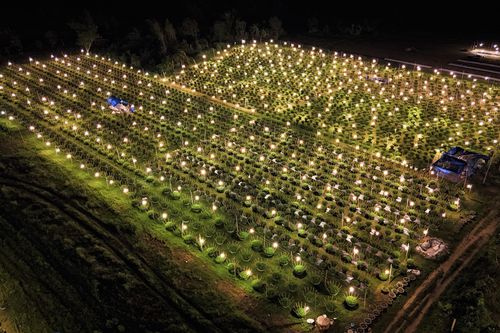 Bừng sáng sau bão lũ, làng hoa cúc Tết tại Gia Lai mong đừng cúp điện để cứu cây