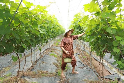 Hà Nội hình thành những 'vùng nông nghiệp triệu đô'
