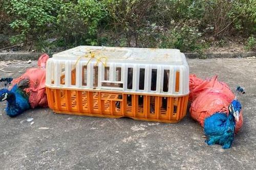 Phát hiện loài công nguy cấp, quý hiếm tại Thác Đồng Quan