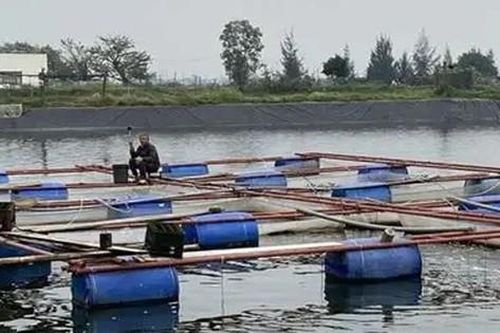 Tổng hợp nhu cầu giống, vật tư thủy sản để khôi phục sản xuất sau mưa lũ