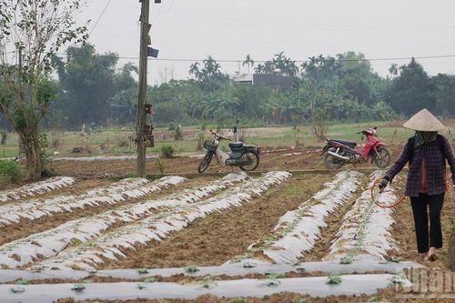 Đà Nẵng phân bổ hơn 76 tỷ đồng khắc phục thiệt hại sau thiên tai
