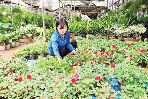 'Vựa' hoa miền bắc ứng dụng công nghệ cao trong sản xuất