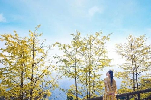 Loài cây ở Sa Pa xanh tươi quanh năm bỗng chuyển sắc vàng rực rỡ