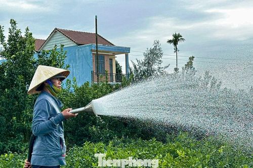 Nông dân Hội An tất bật chăm quất cảnh trước nỗi lo dịch bệnh, thời tiết
