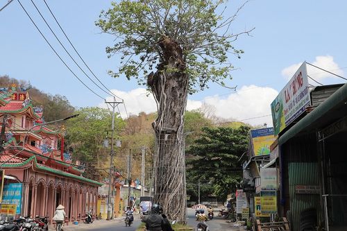 Chuyện về cây dầu hàng trăm tuổi đứng sừng sững giữa đường ở An Giang