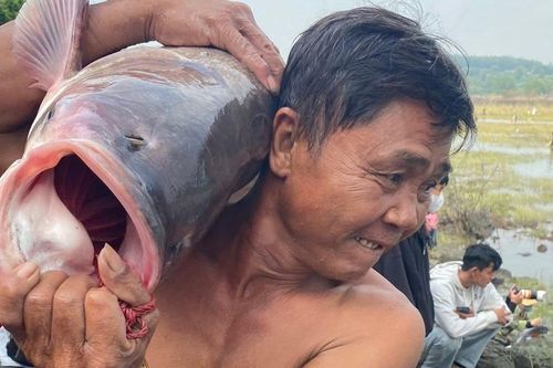 Ngày hiếm có trong năm, hàng trăm người đổ về hồ Trị An săn cá khủng