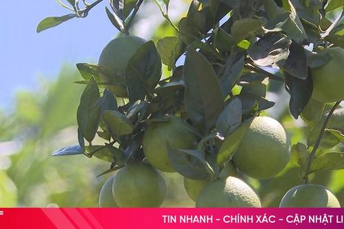Đồng Lộc - miền trải nghiệm xanh