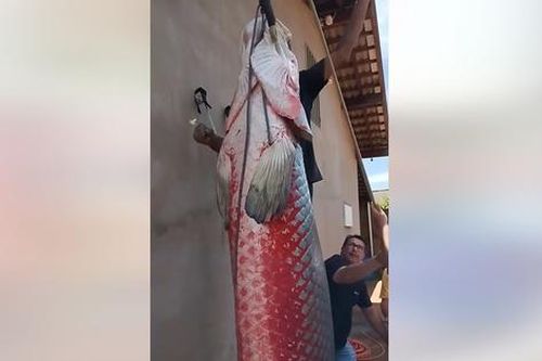 Ngư dân bắt được con cá hải tượng long nặng 165kg trên sông