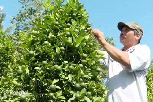 Người trồng quất cảnh tất bật vào vụ Tết