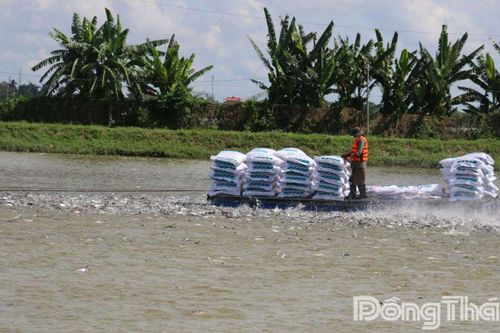 Đồng Tháp: Giá cá tra nguyên liệu tăng