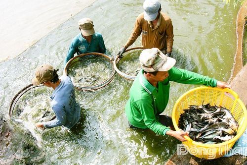 Làm gì để nuôi trồng, khai thác thủy sản mang lại hiệu quả cao?