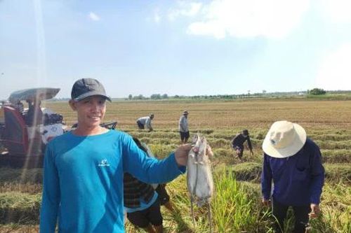 Nông dân xã Long Bình săn chuột trong mùa thu hoạch lúa