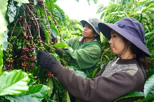 Ngược núi mưu sinh mùa thu hoạch cà phê