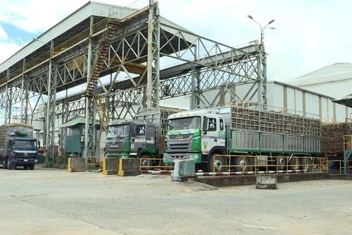 Nhà máy Đường An Khê chính thức bước vào vụ ép 2025-2026