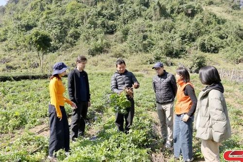 Phát triển dược liệu theo chuỗi liên kết, tạo sinh kế cho đồng bào dân tộc thiểu số