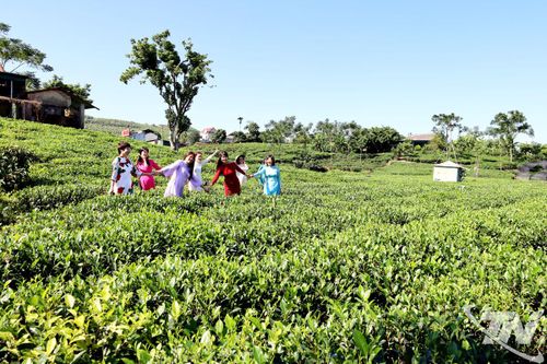 Nâng tầm sản phẩm chè Tân Cương
