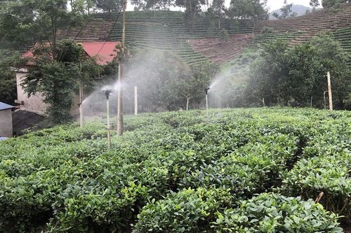 Thái Nguyên: Công nghệ số ngành chè là đòn bẩy xây dựng thương hiệu và tạo sinh kế bền vững
