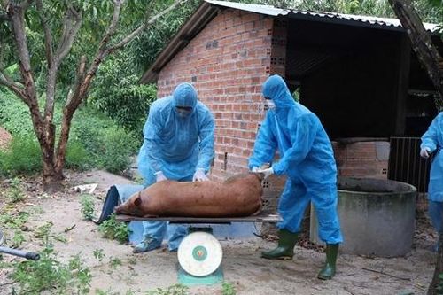 Phát hiện hàng trăm con lợn chết nghi do dịch bệnh tại cơ sở giết mổ