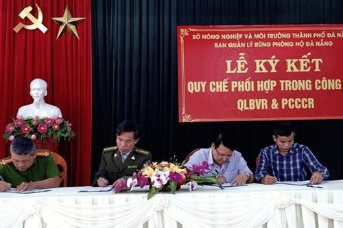 Đà Nẵng tăng cường sử dụng công nghệ và lực lượng chuyên trách bảo vệ rừng