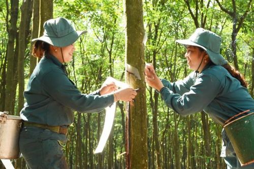 VRG củng cố vị thế Tập đoàn nông nghiệp - công nghiệp hàng đầu với những bước tiến mạnh mẽ trong năm 2025