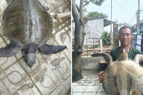 Thả lưới đánh cá ở Đà Nẵng, người dân phát hiện con vật quý hiếm, nặng 17kg: Cận cảnh con vật