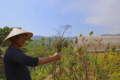 'Thủ phủ' đào phai Hà Tĩnh chết khô sau mưa bão