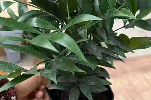 Được xem là 'cây giữ tiền' trong phong thủy, trồng trước nhà càng hút tài lộc