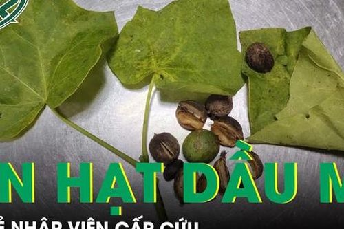 3 trẻ nhập viện cấp cứu vì ăn hạt dầu mè mọc hoang