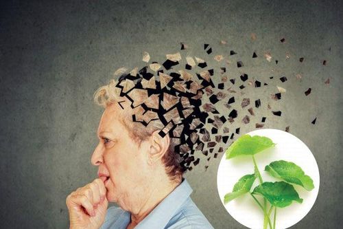 6 lợi ích sức khỏe của rau má
