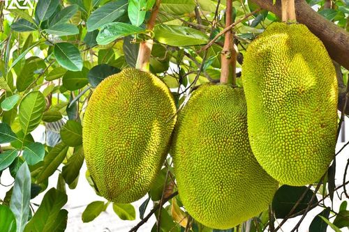 Xuất khẩu nông sản sang Trung Quốc tăng trưởng vượt bậc