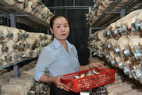 Phát triển kinh tế gia đình từ mô hình trồng nấm bào ngư xám