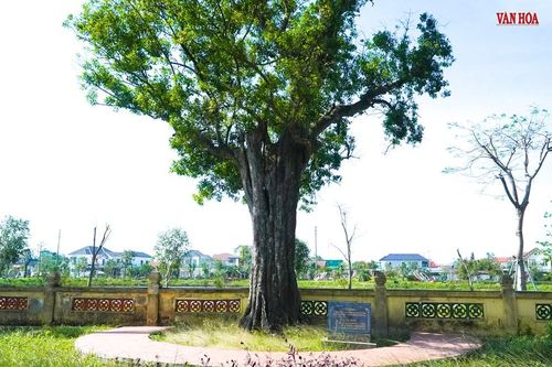 Chuyện về hai cây cổ thụ 300 tuổi tại Khu di tích Nguyễn Du