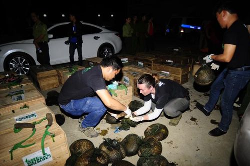 Cứu hộ tê tê: Hướng mở cho bảo tồn chủ động và phát triển bền vững