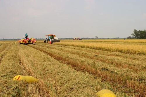 Trồng lúa chất lượng cao, nông dân Đồng Tháp được bao tiêu sản phẩm