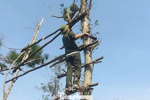 Phá 'thiên la địa võng', bảo vệ chim trời
