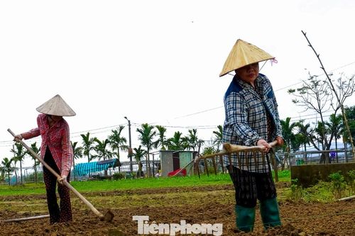Giá giống tăng cao, nông dân làng rau Đà Nẵng thấp thỏm lo 'mất Tết'