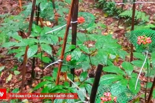 Biến 'rừng xanh' thành sinh kế bền vững ở miền núi Quảng Ngãi