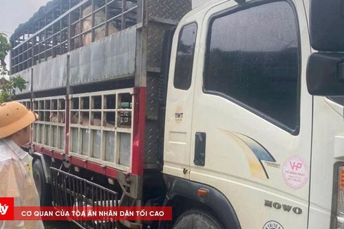 Gia Lai: 2 xe tải chở heo không có giấy kiểm dịch bị Trạm CSGT Tuy Phước 'tuýt còi'
