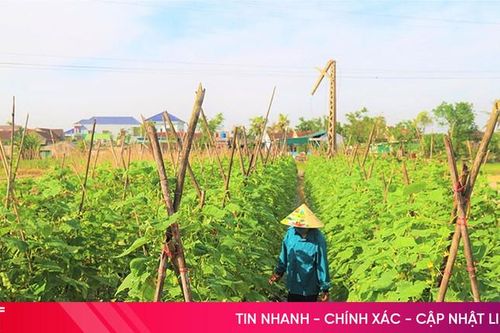 Sắc xanh 'gọi' ngày mới trên vựa rau Đông Kinh