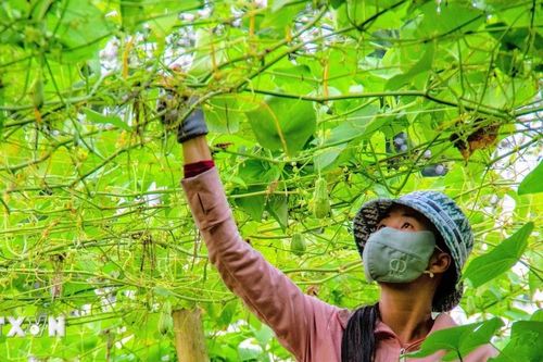 Khám phá mùa su nụ trên nóc nhà miền Tây ở tỉnh An Giang