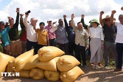 Những 'hạt vàng' hữu nghị từ Đồng bằng sông Cửu Long trên cánh đồng Cuba