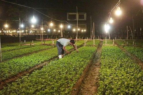Các nhà vườn tất bật trồng hoa tết
