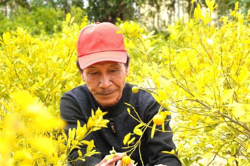 Người trồng quất cảnh lo thất thu vụ tết