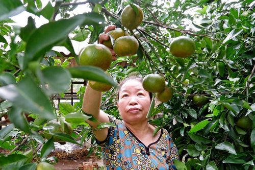 Đòn bẩy thúc đẩy kinh tế vườn, kinh tế trang trại
