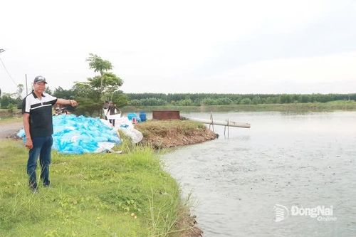 Triển vọng từ nuôi cá nước ngọt