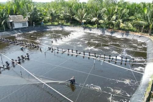 Tôm thẻ chân trắng tăng giá mạnh