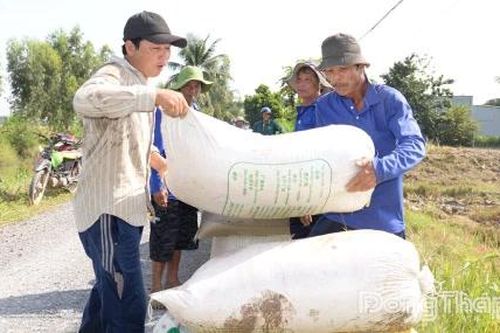 Giá lúa tăng trở lại