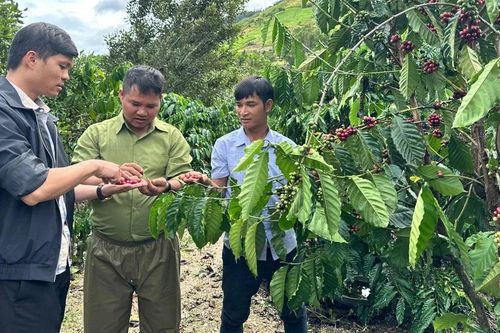 Krong chuyển đổi cây trồng, kinh tế khởi sắc